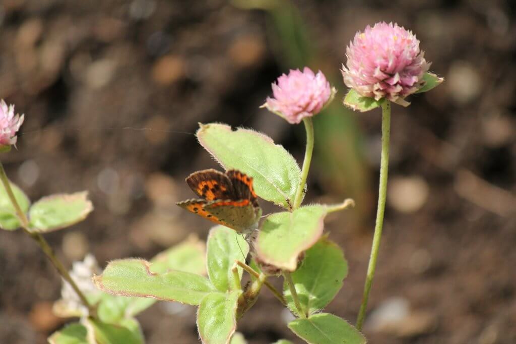 ベニアカタテハ
