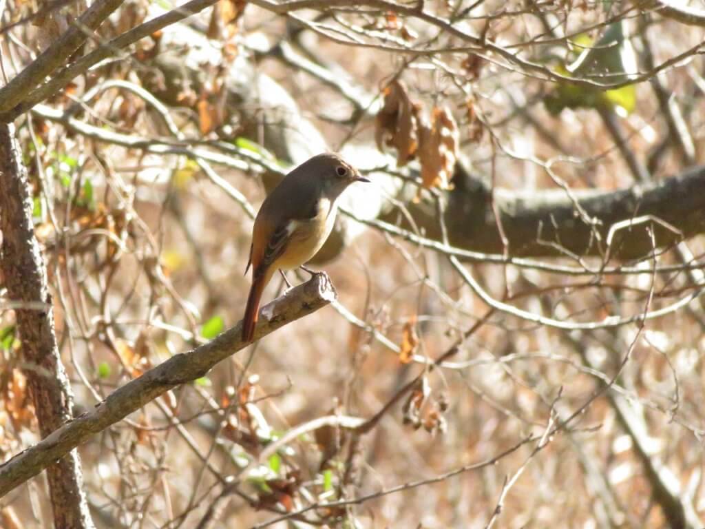 ジョウビタキ メス