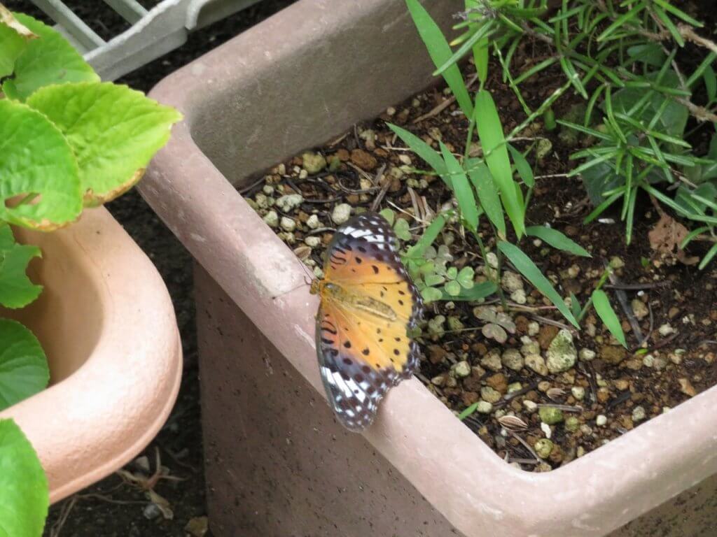 ツマグロヒョウモンのメス