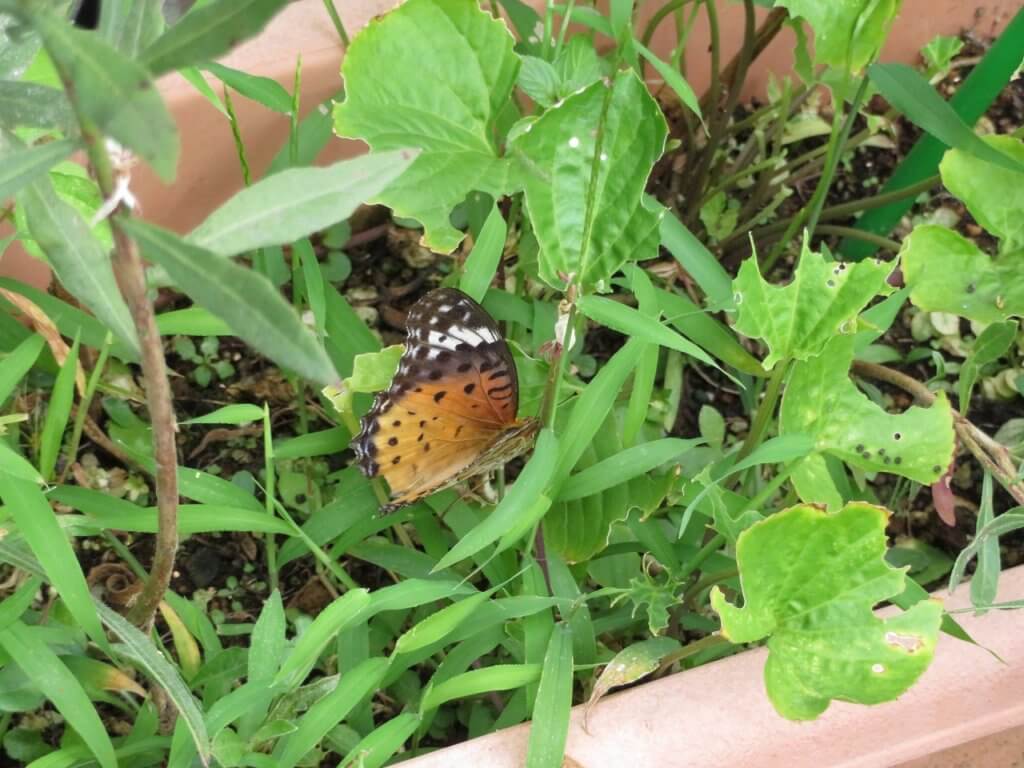 ツマグロヒョウモンのメス