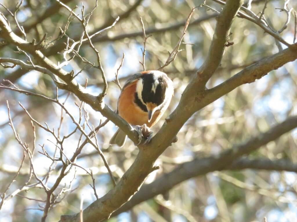 ヤマガラ 木の実