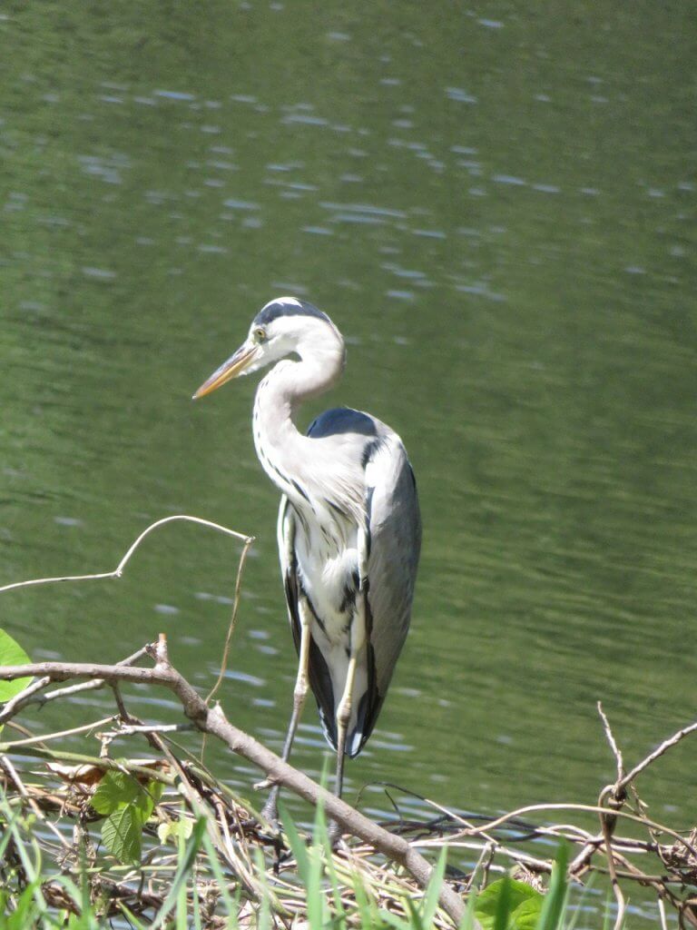 アオサギの幼鳥