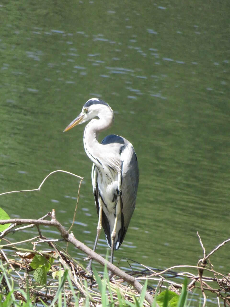 アオサギの幼鳥